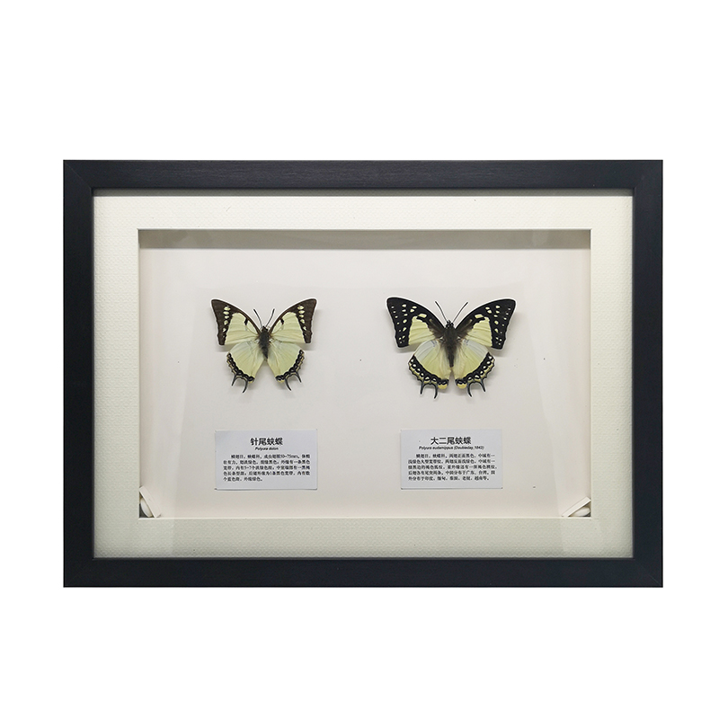 蝴蝶標(biāo)本
