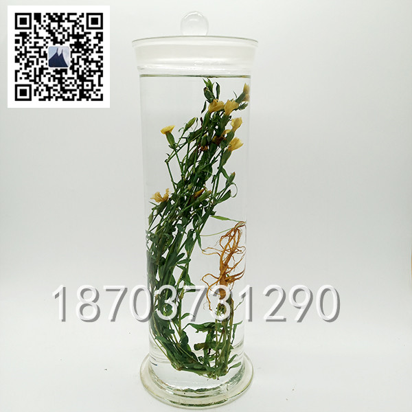 中草藥標本 (13)