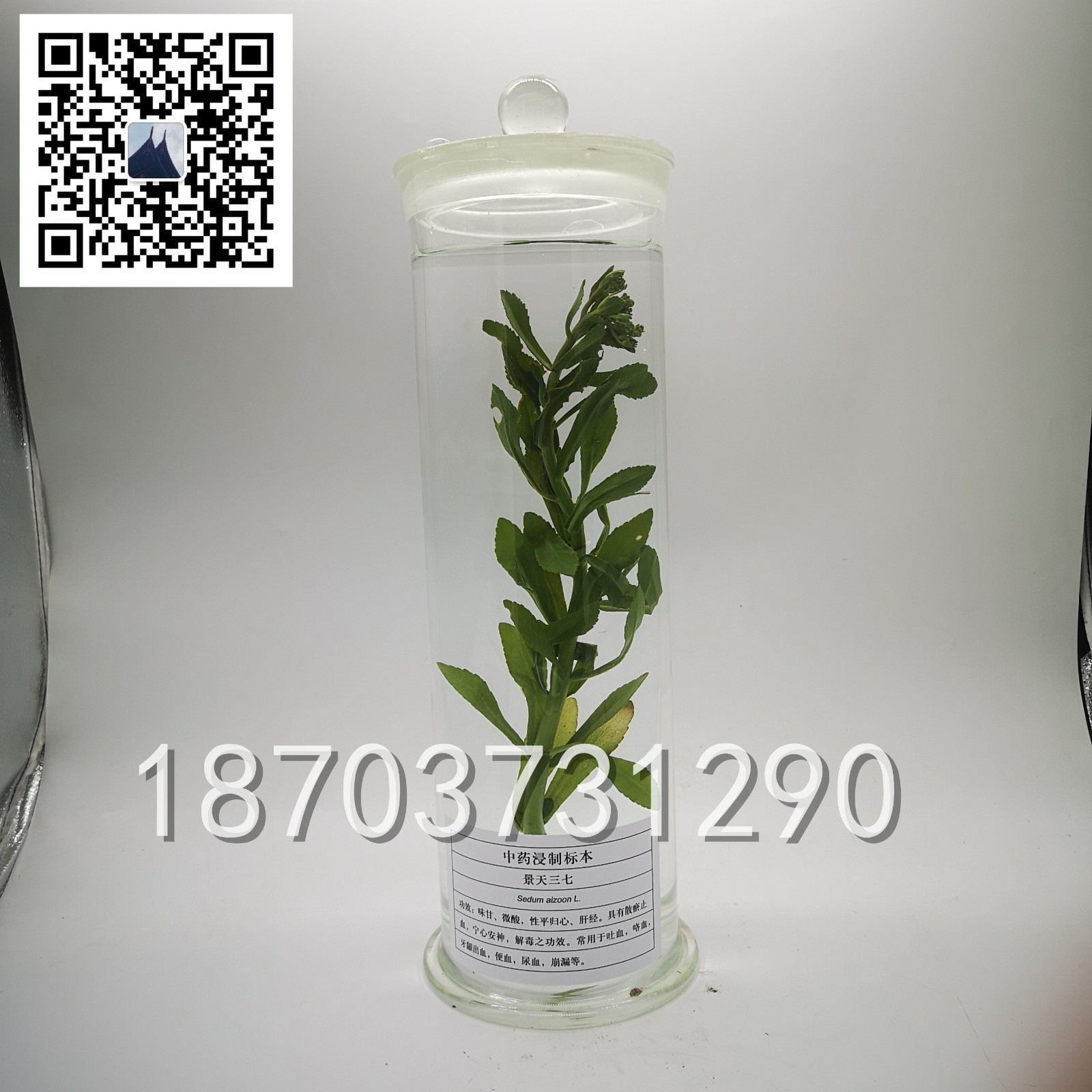 中草藥標本 (17)