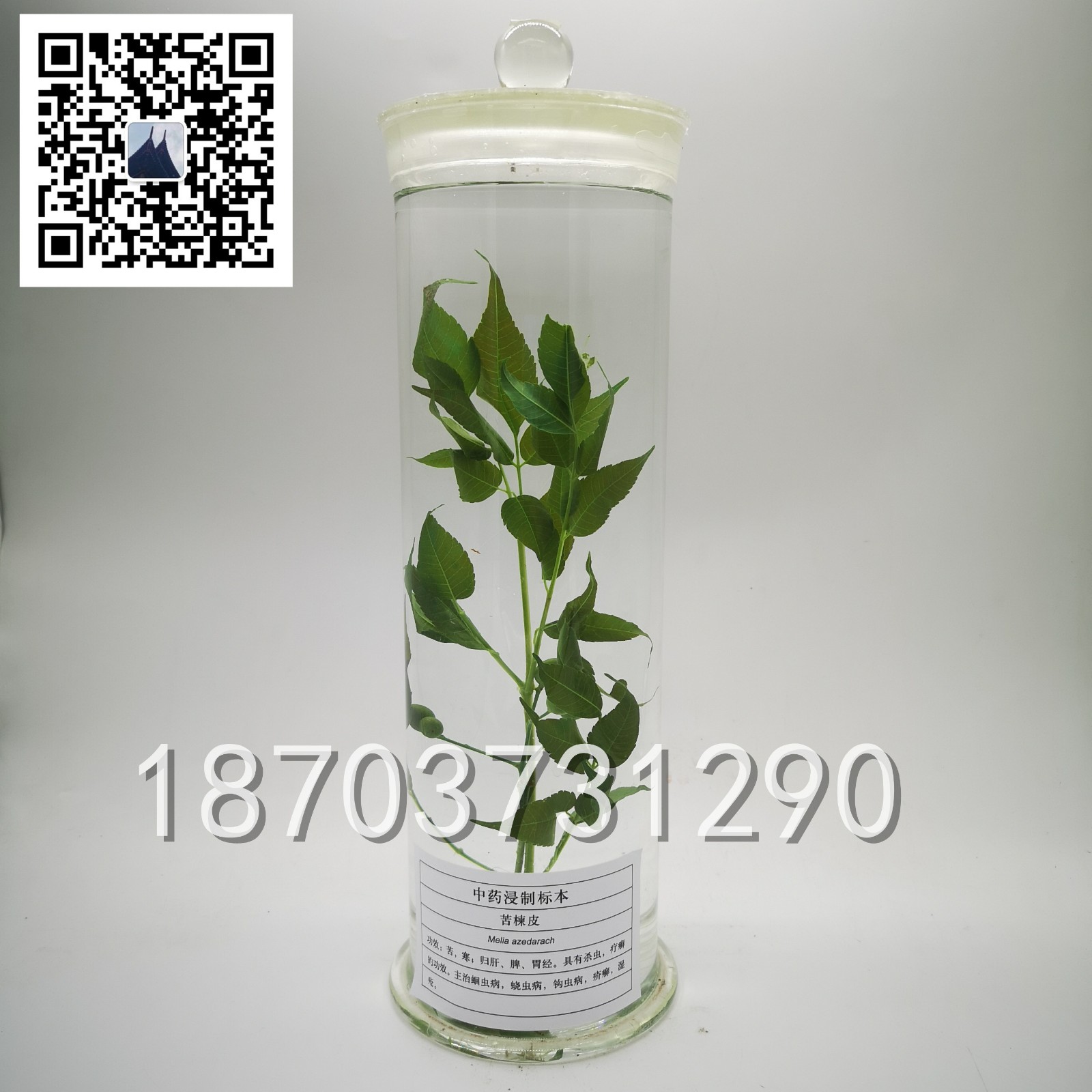 中草藥標本 (19)