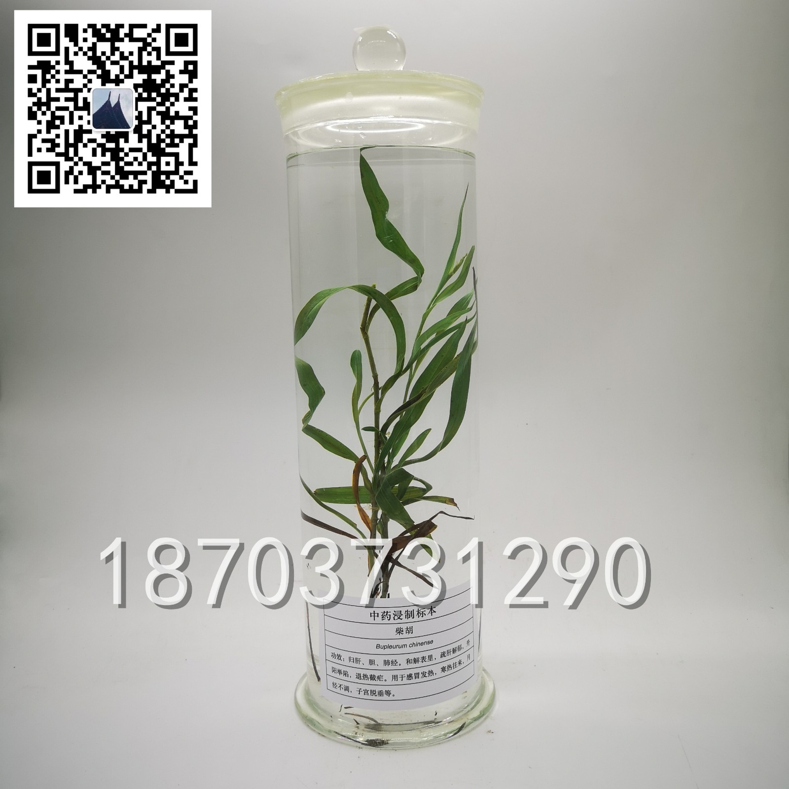 中草藥標本 (21)