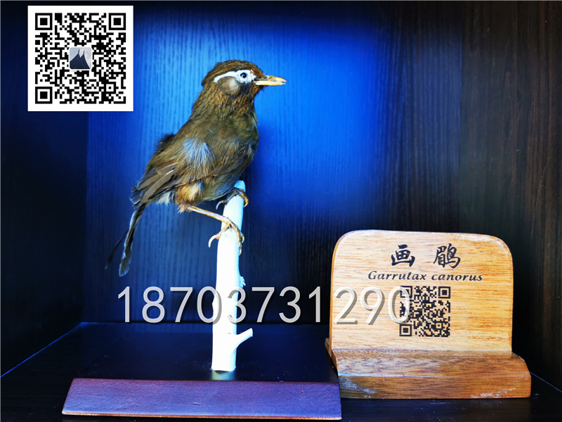 動物剝制標(biāo)本 (4)