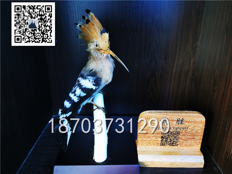 動物剝制標(biāo)本 (6)