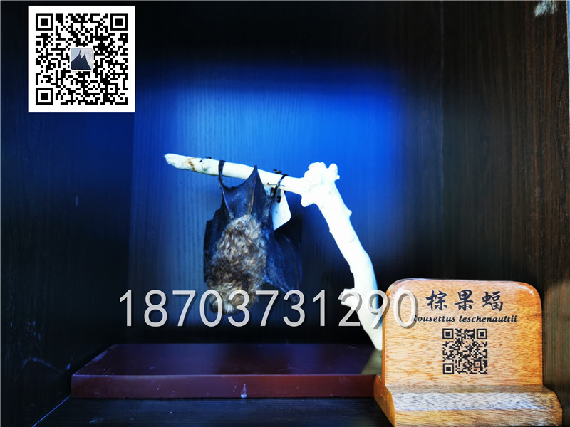 動物剝制標(biāo)本 (5)