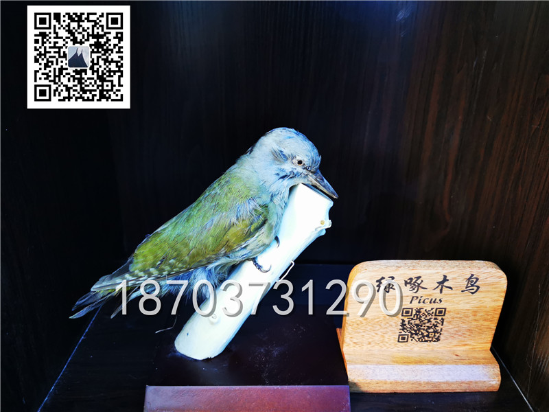 動物剝制標(biāo)本 (9)