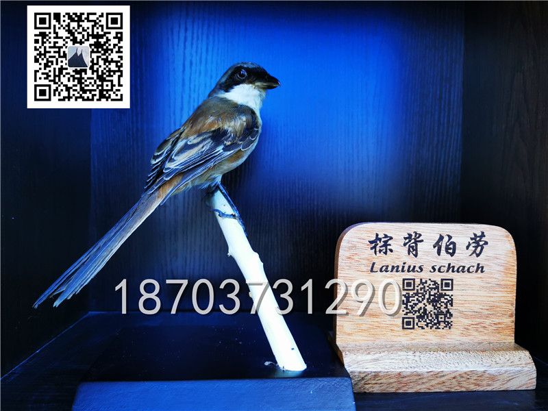 動物剝制標(biāo)本 (12)