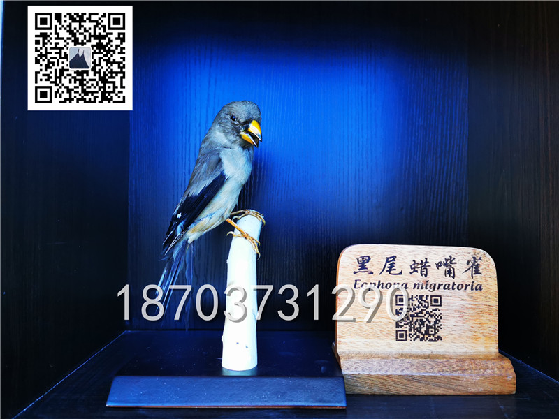 動物剝制標(biāo)本 (13)