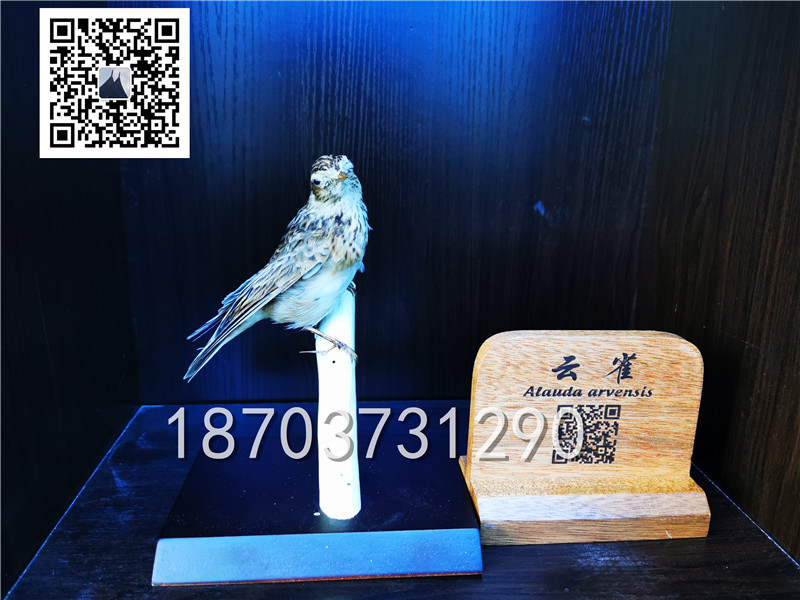 動(dòng)物剝制標(biāo)本 (17)