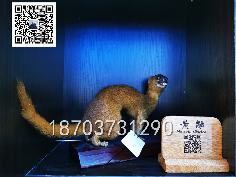 動(dòng)物剝制標(biāo)本 (21)