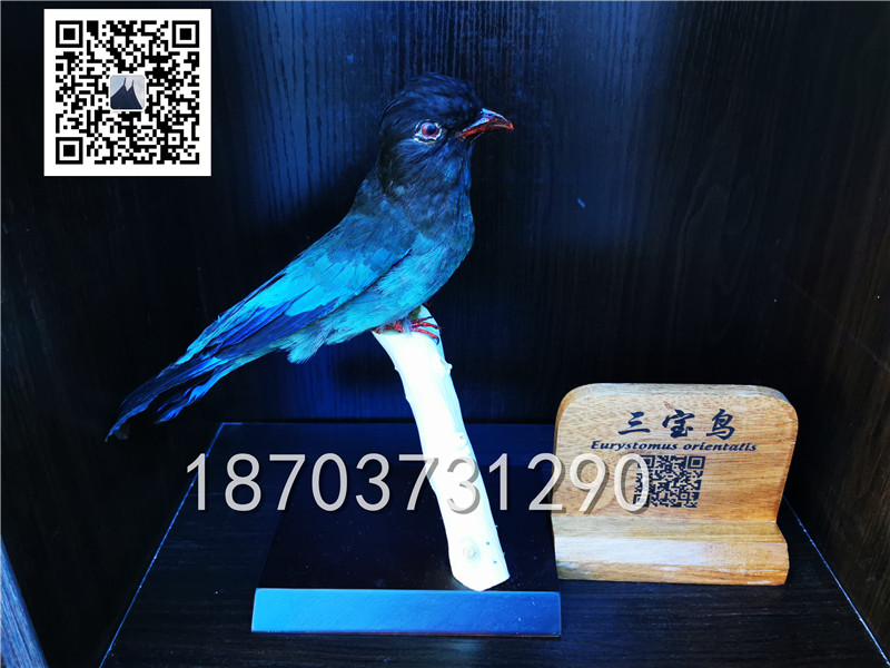 動(dòng)物剝制標(biāo)本 (23)