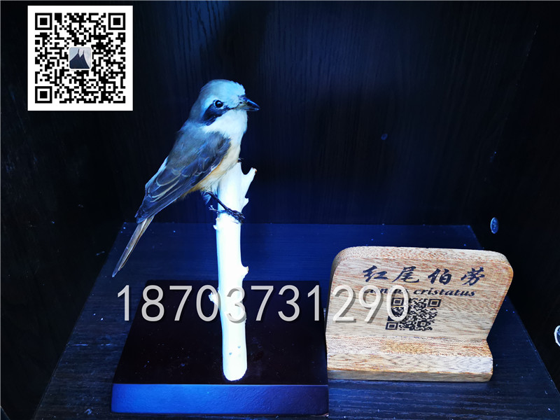 動物剝制標本 (33)