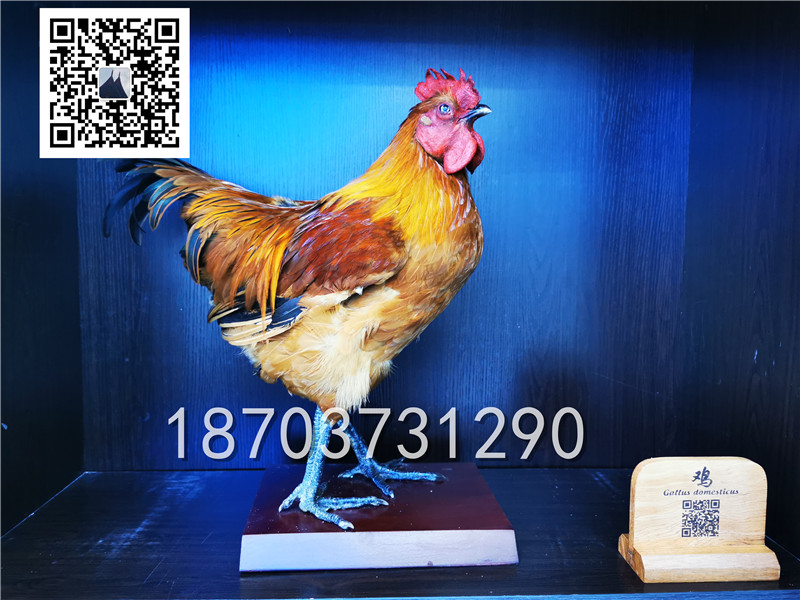 動物剝制標本 (35)